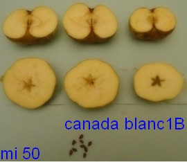  reinette du canada blanche