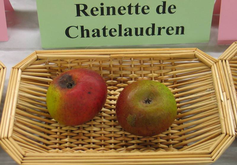  reinette du chate