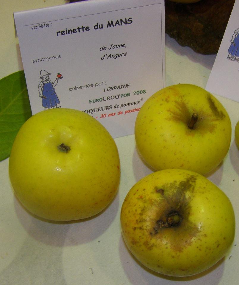  reinette du mans
