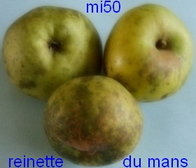  reinette du mans
