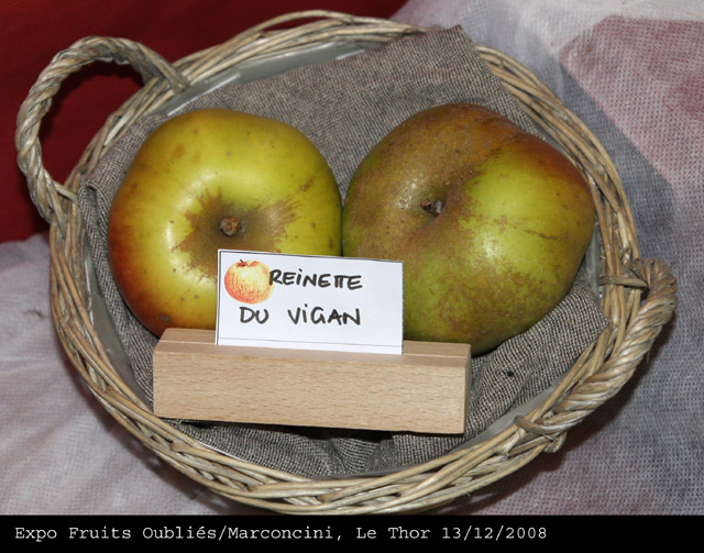  reinette du vigan