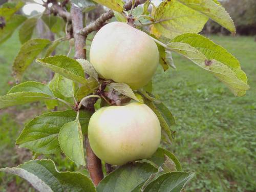  reinette franche