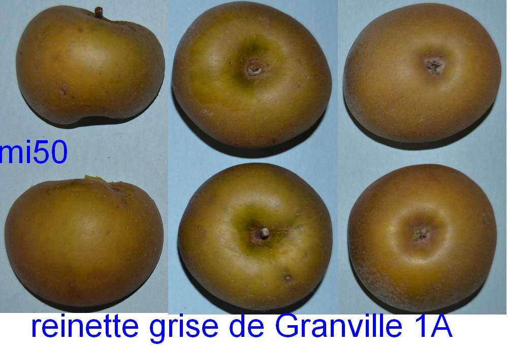  reinette grise ancienne