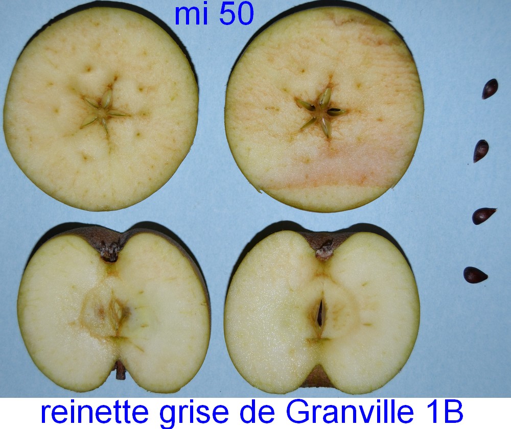  reinette grise ancienne