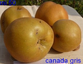  reinette grise du canada