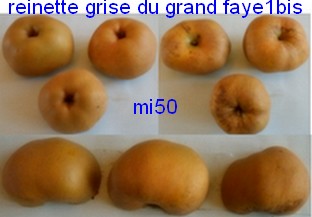  reinette grise du grand faye