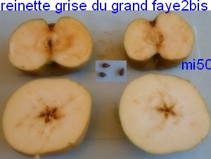  reinette grise du grand faye