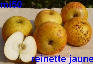  reinette jaune