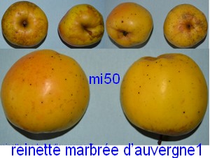  reinette marbrée d auvergne