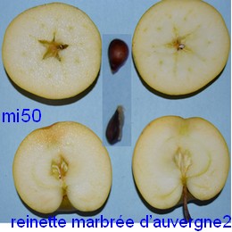  reinette marbrée d auvergne