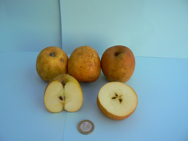  reinette pain de sucre