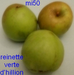  reinette  verte d  hillion