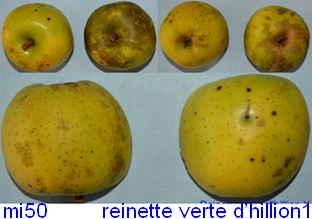  reinette  verte d  hillion