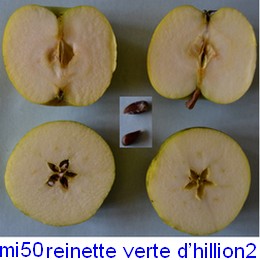  reinette  verte d  hillion