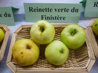  reinette verte du finistère
