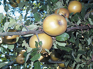  renetta grigia di torriana