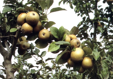  renetta grigia di torriana
