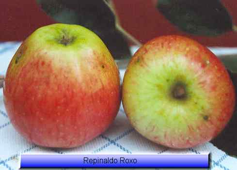  repinaldo roxo