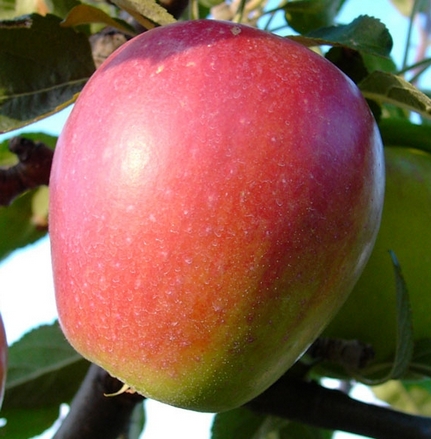  retina