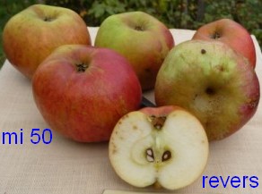  revers
