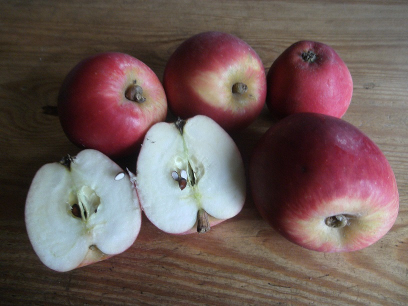  roter winterpison