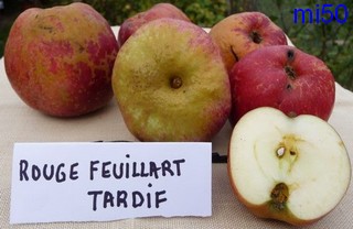  rouge feuillard tardif