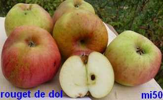  rouget de dol