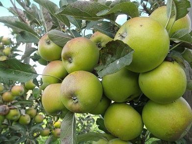  roxbury russet
