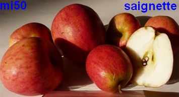  saignette