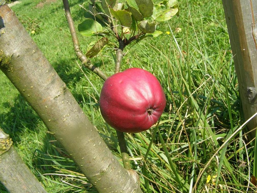  sang de boeuf