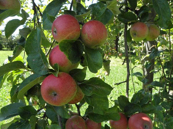  sattlerapfel