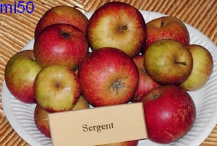  sergent
