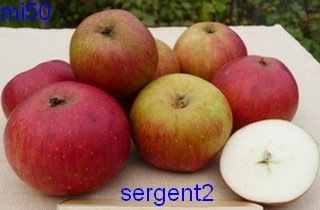  sergent