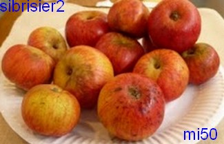  sibrisier