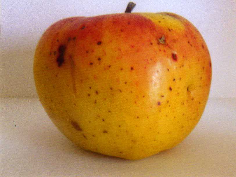  signé tillisch