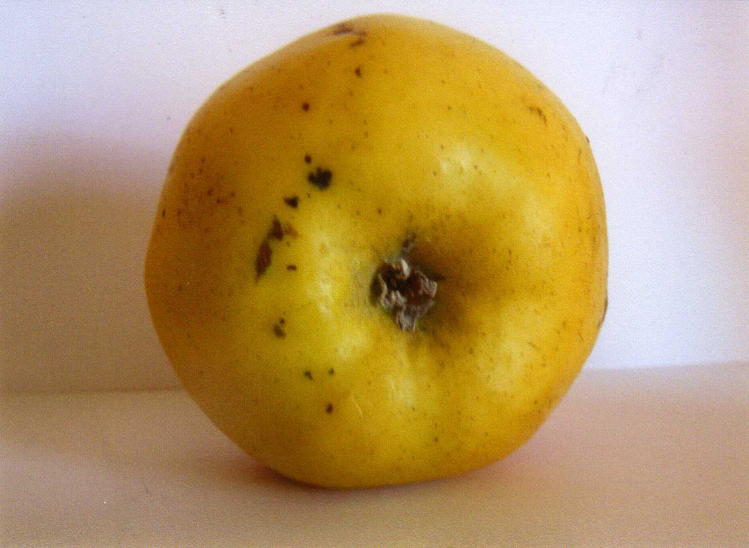  signé tillisch