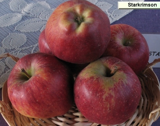  starkrimson