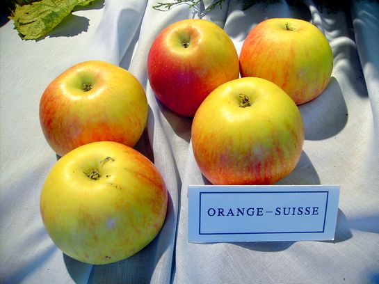  suisse orange