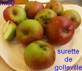  surette de golleville