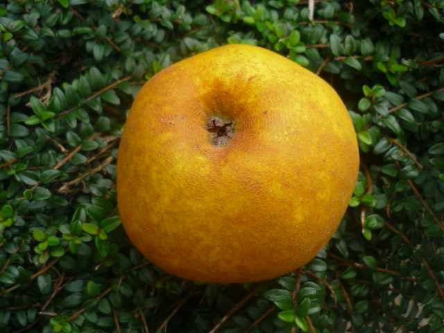  tabardilla blanca