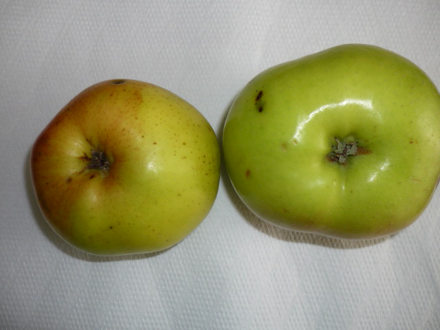  tabardilla verde