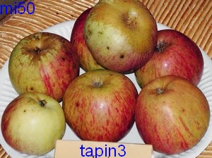  tapin