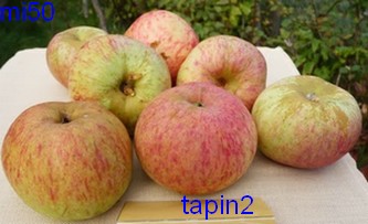  tapin