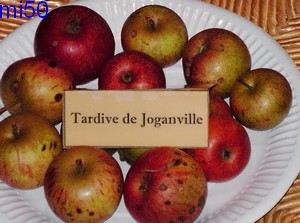  tardive de joganville