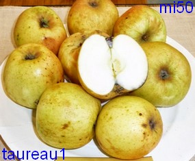  tauré
