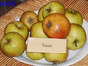  tauré