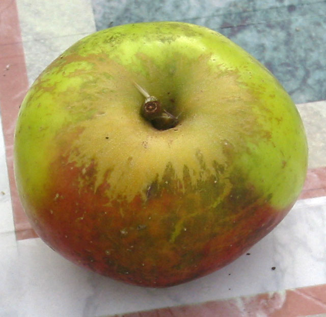  teint frais