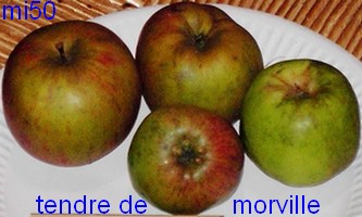  tendre de morville