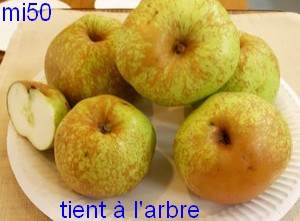  tient à l’arbre