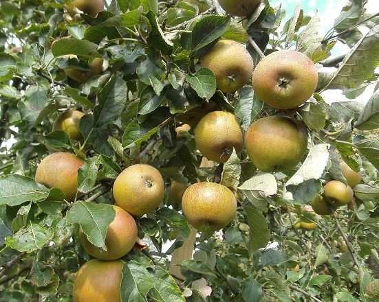  tydeman`s october pepping